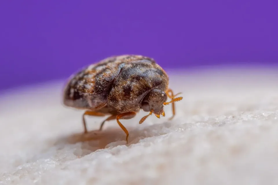 Carpet Beetle — Pest Control
