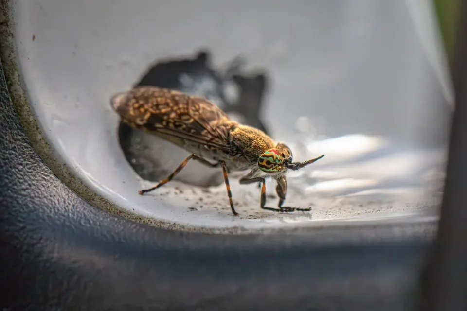 Horse Fly — Pest Control